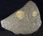 Dactylioceras commune (SOWERBY 1815) - Bild © FossNet FossilienStore